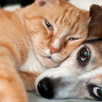 Cat or Dog Repair Discount - Friday February 27th