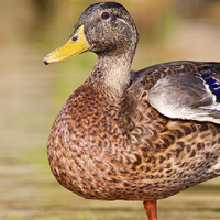 Quack Like a Duck Discount - Friday February 5th