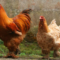 Chicken Imitation Discount - Thursday June 23rd