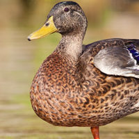 Quack Like a Duck Discount - Saturday October 22nd