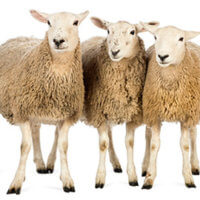 Week of February 13th - Baaa Like a Sheep Discount