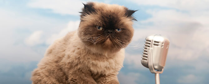 Cat Noises Repair Discount - Friday March 31st