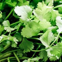 Week of March 13th - Do You Like Cilantro?