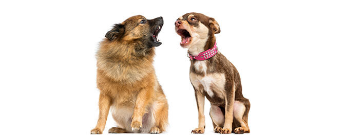 Dog Noises Repair Discount - Friday April 21st