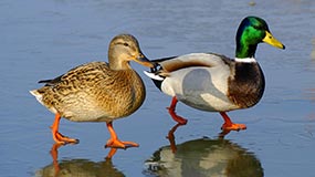Quack Like a Duck For Savings on PC & Mac Repair Services