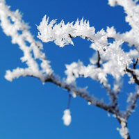 Snow Pics Discount - Thursday January 18th
