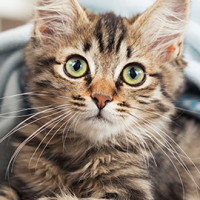 Show Us Your Cat Discount - Monday September 14th