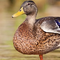 Quack Like a Duck Discount - Monday December 21st