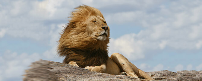 Roar Like a Lion Discount - Saturday January 14th