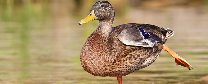 Quack Like a Duck Discount - Saturday February 25th