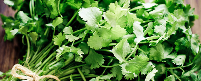 Week of March 13th - Do You Like Cilantro?