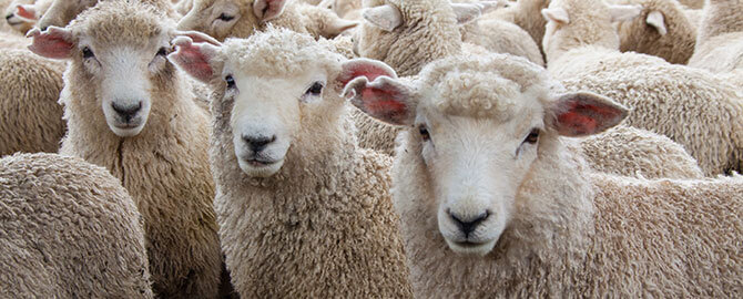 Week of May 29th - Baaa Like a Sheep Discount