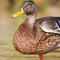 Quack Like a Duck Discount - Saturday June 3rd