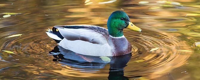 Quack Like a Duck Discount on PC & Mac Repair Services
