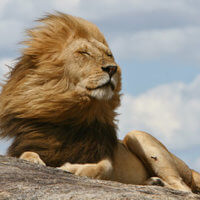 Roar Like a Lion Discount - Saturday September 15th