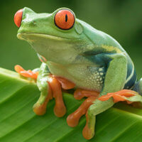 Ribbit Like a Frog Discount - Thursday October 25th